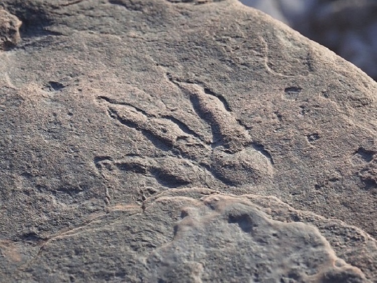 Grallator footprint