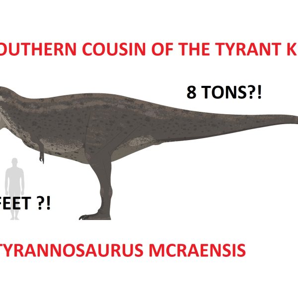 Mcraensis tyrannosaurs